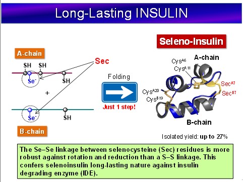selenoinsulin